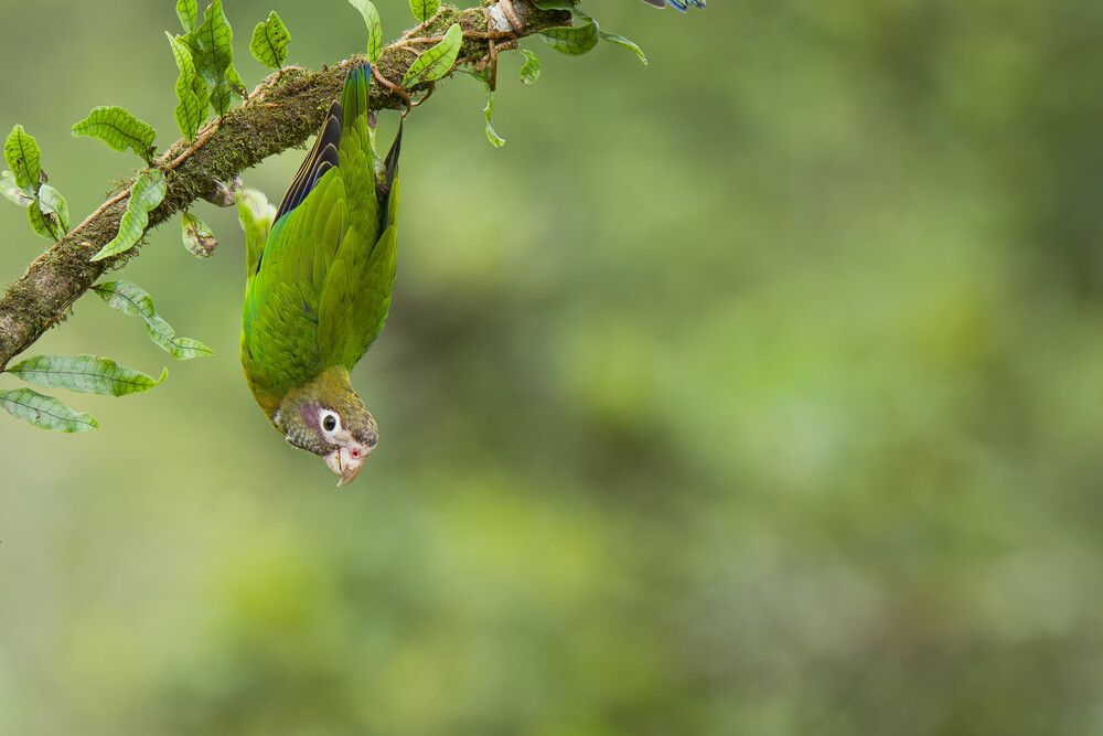 Photograph by Armin Brockner