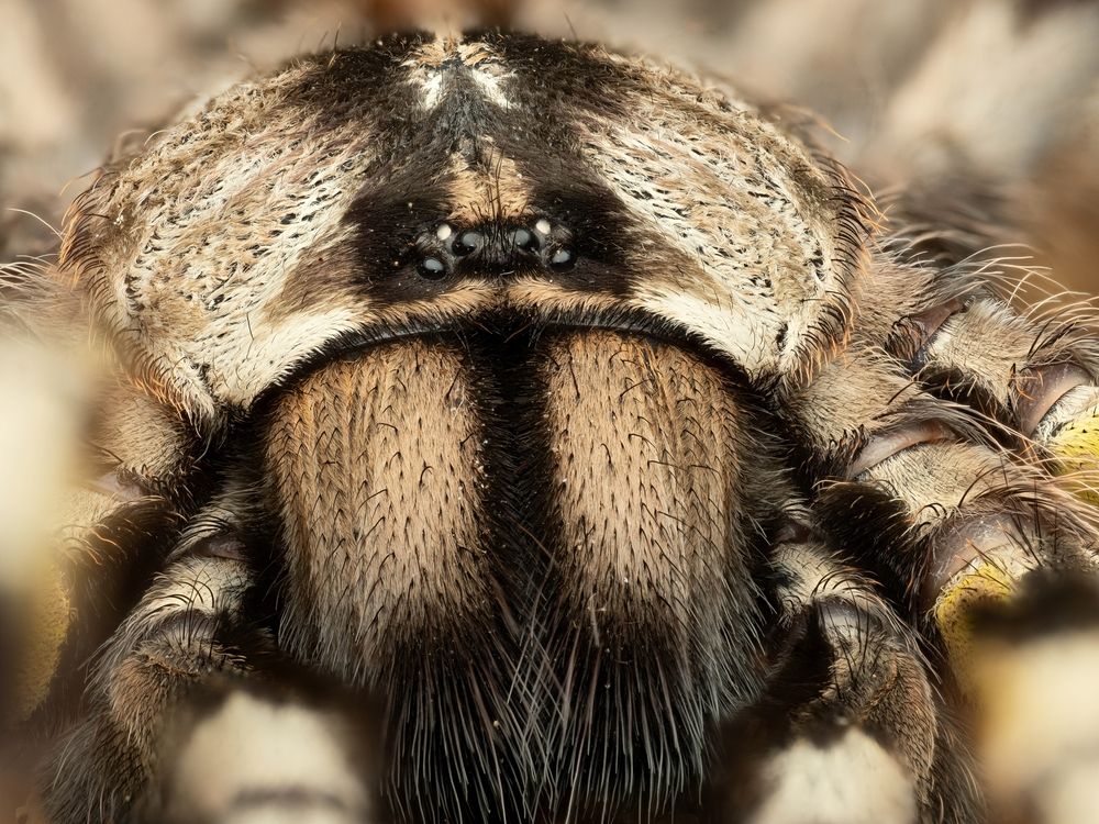 Портрет Poecilotheria Regalis