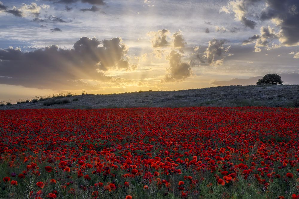 Photograph by Jesús Manzaneque
