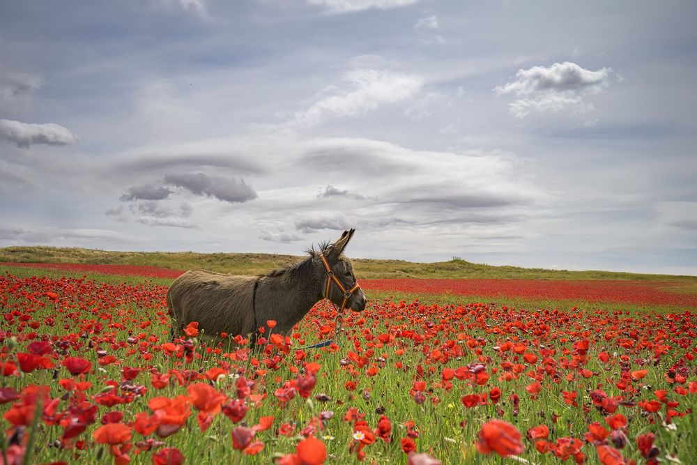 Photograph by Jesús Manzaneque