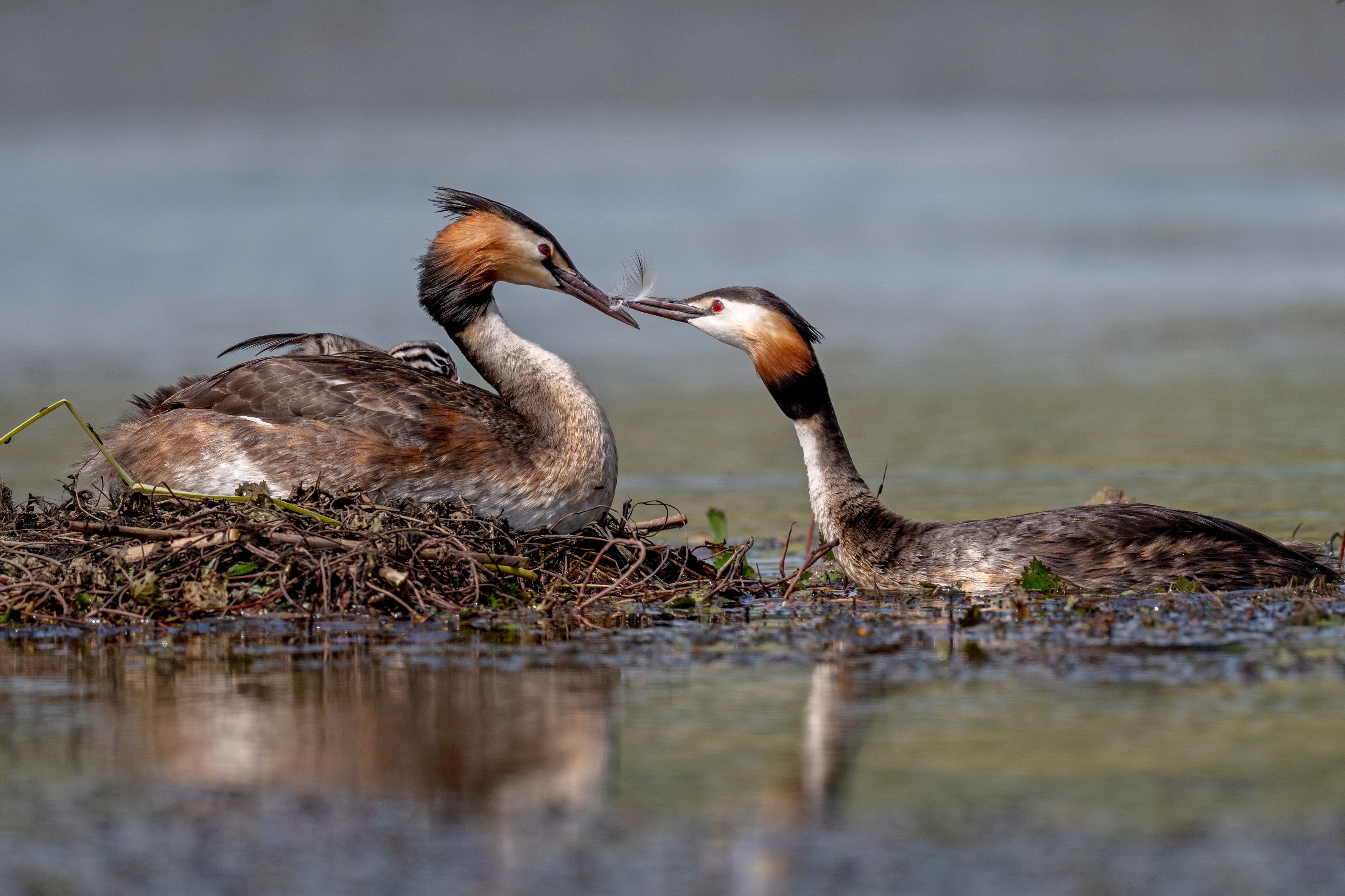 Photograph by Константин Тучин