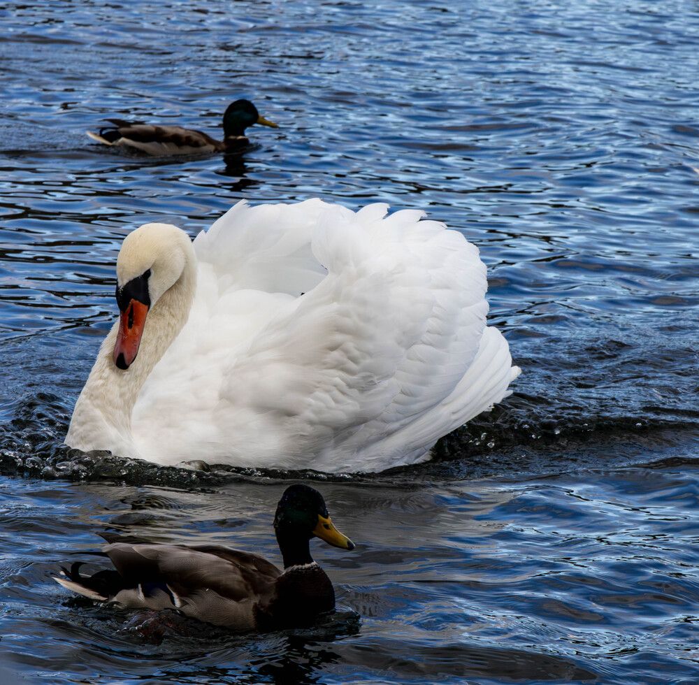 Лебединая песня.