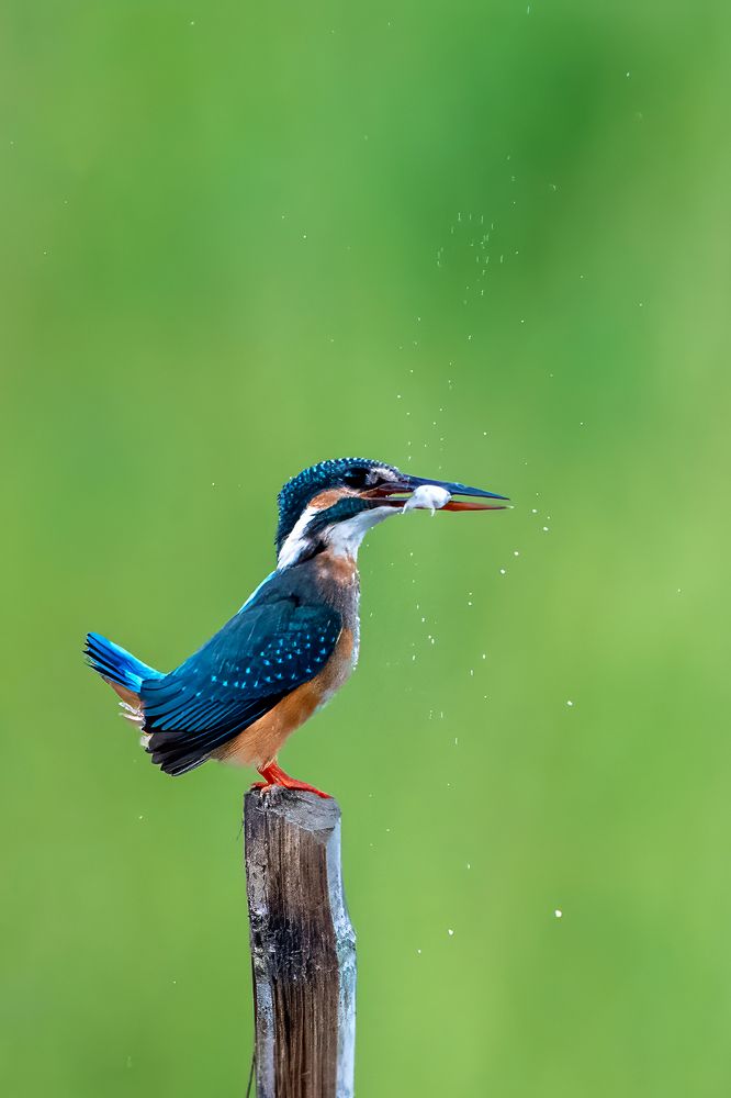 Photograph by Soumyojit Dutta Banik