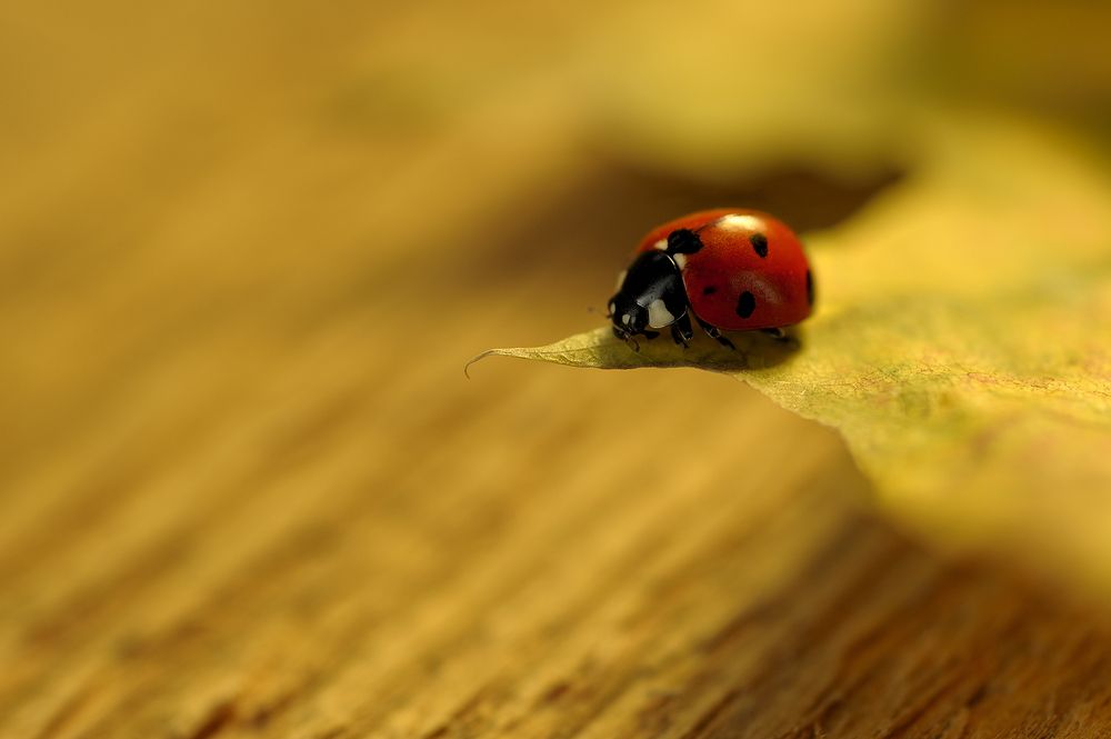 Photograph by Наталья Комиссарова