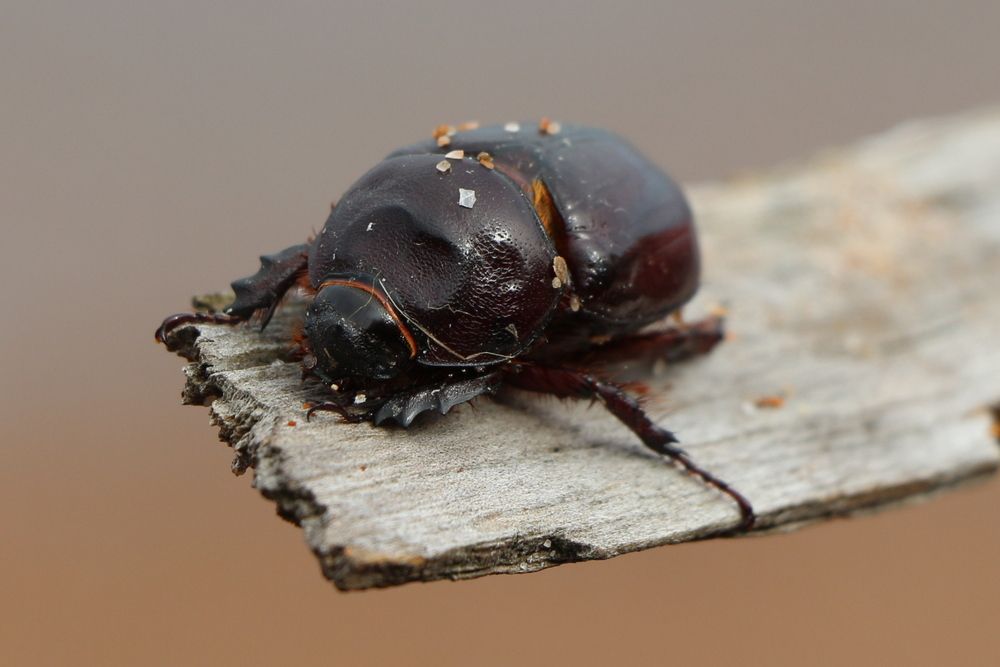 Photograph by Анастасия Бородина