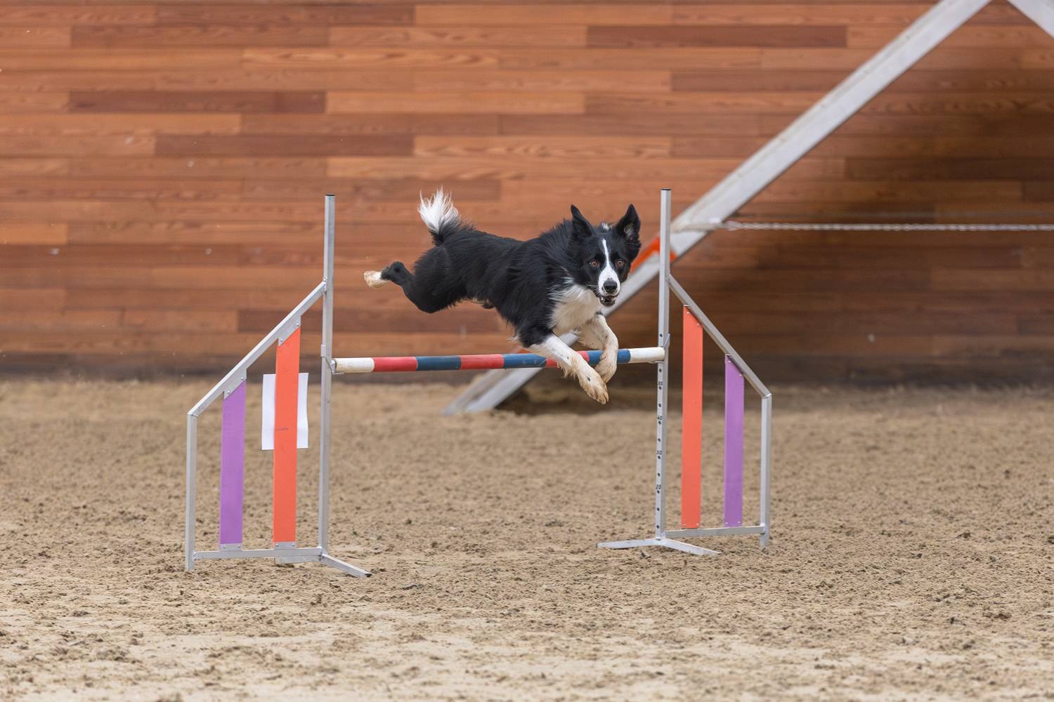 Фотография #13330139