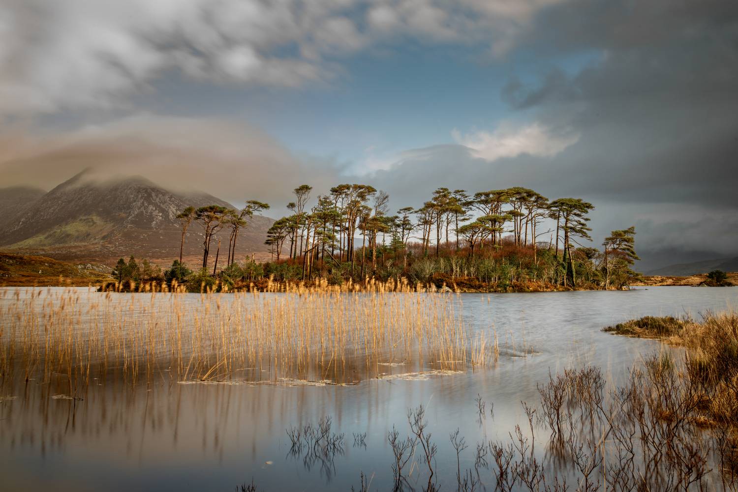 Pine Island Connemara Pine Island Connemara