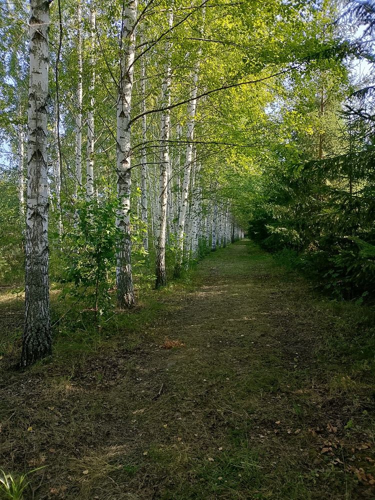 Photo #13330241