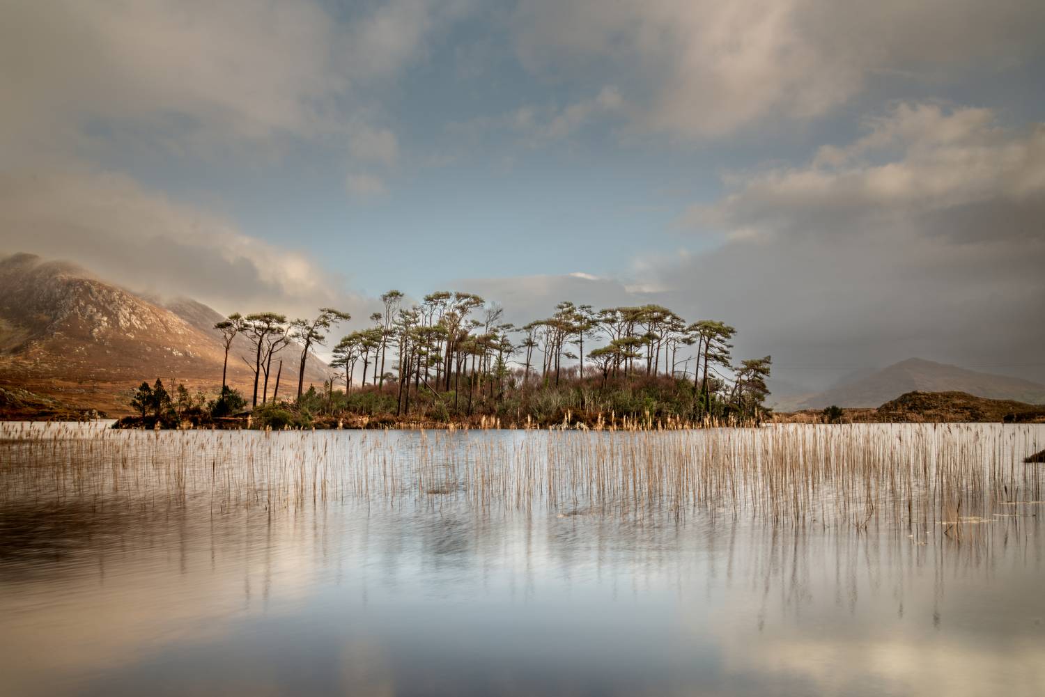 Pine Island Pine Island