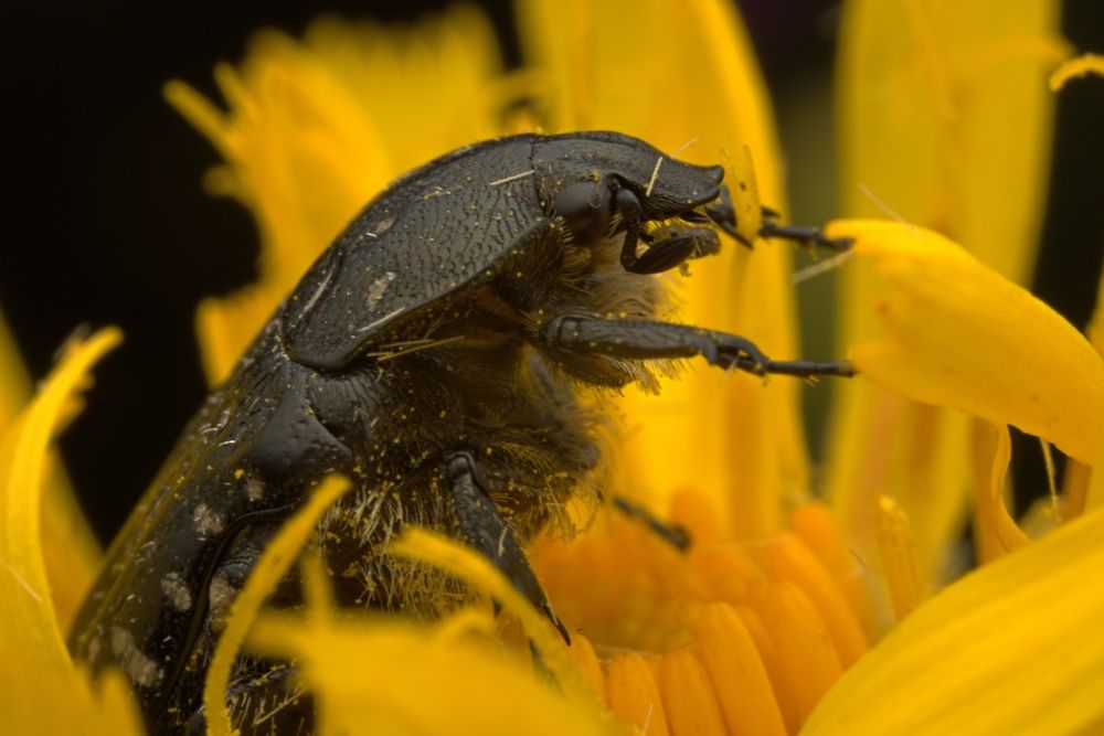 Photograph by Виталий Разуваев