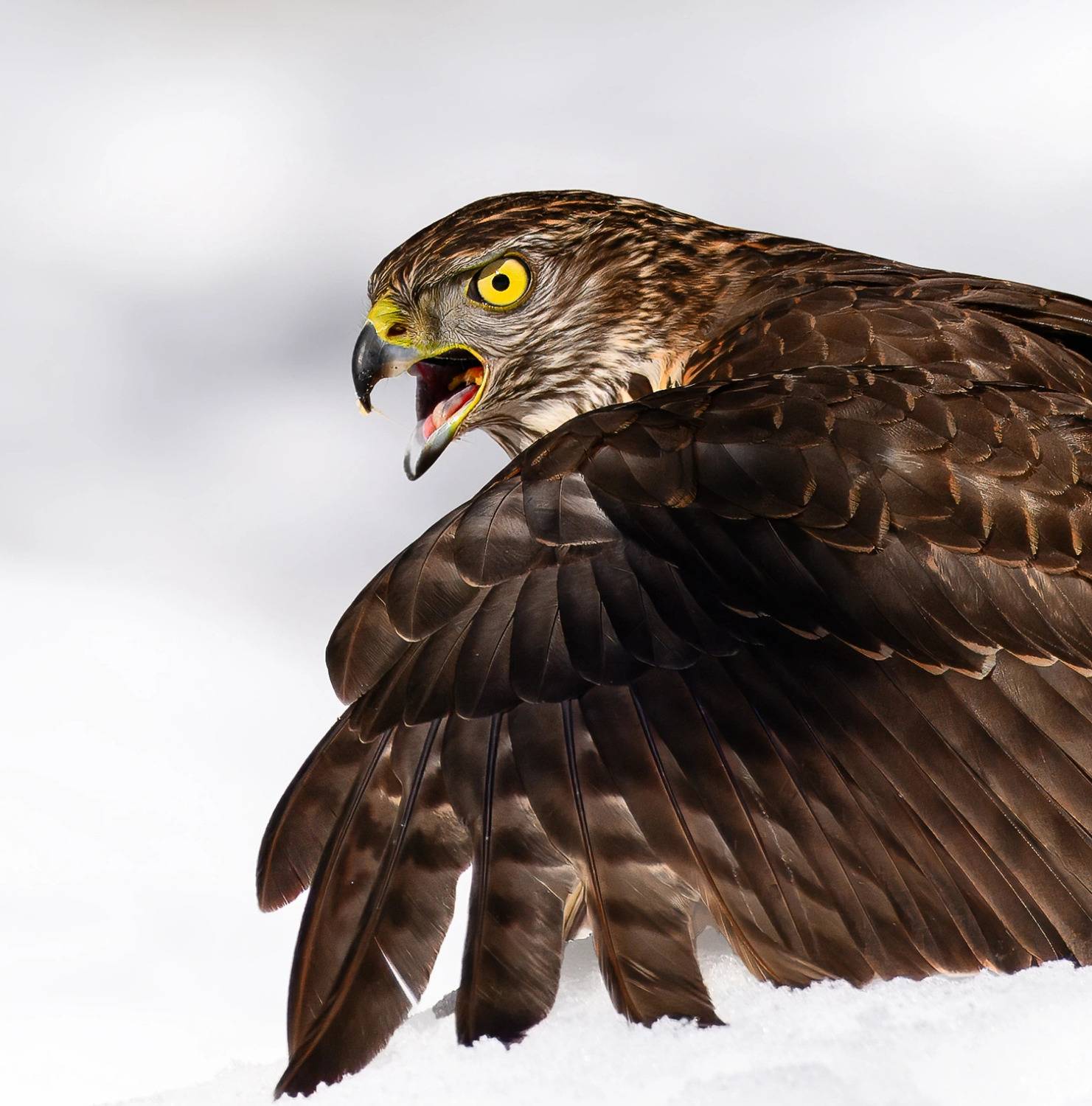 Goshawk in snow 2
