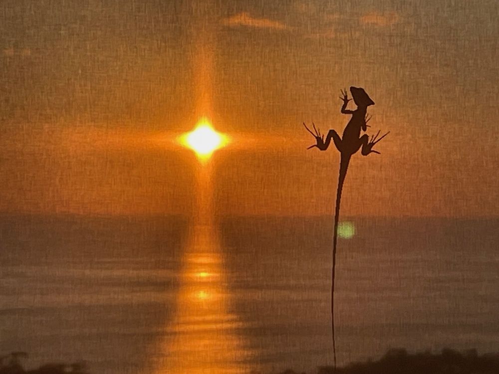 Lizard on screen at sunset