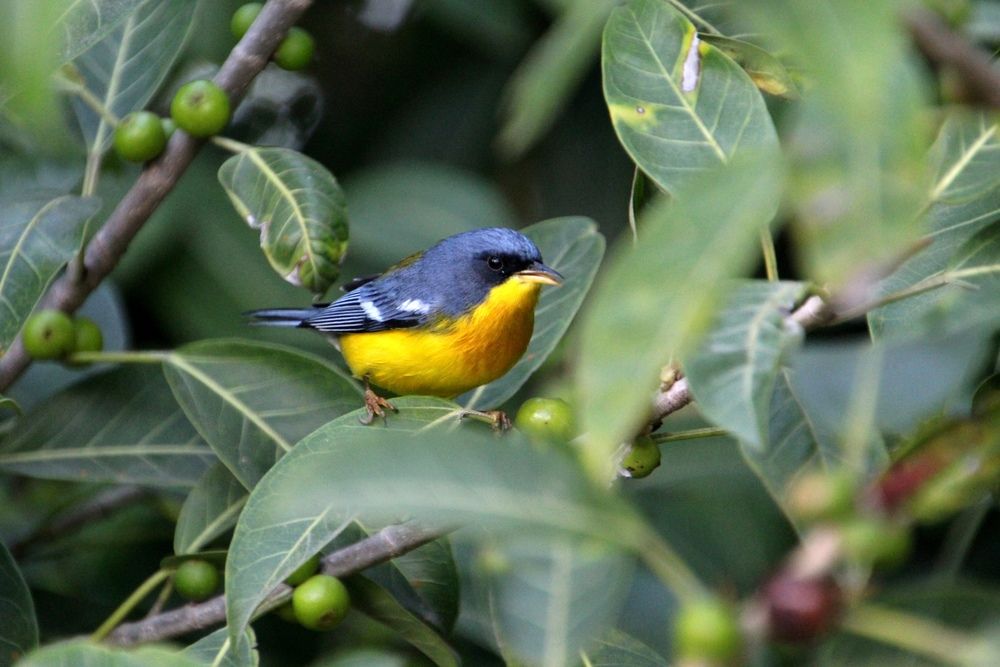 Photograph by Oscar Toyofuku