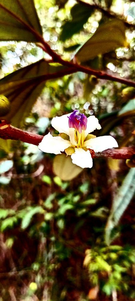 Flor silvestre