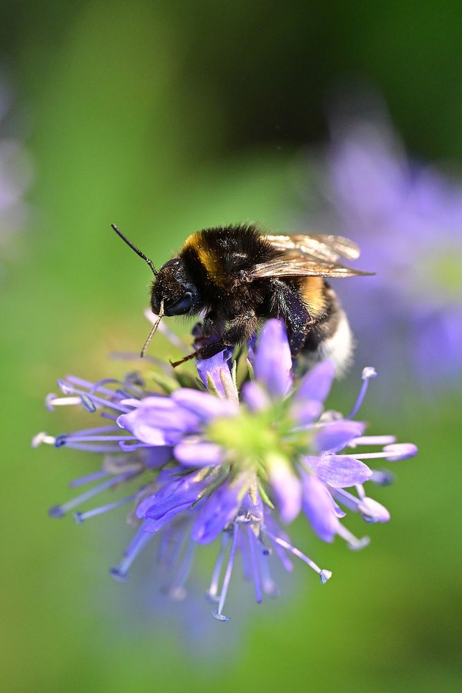 Photo #13330628