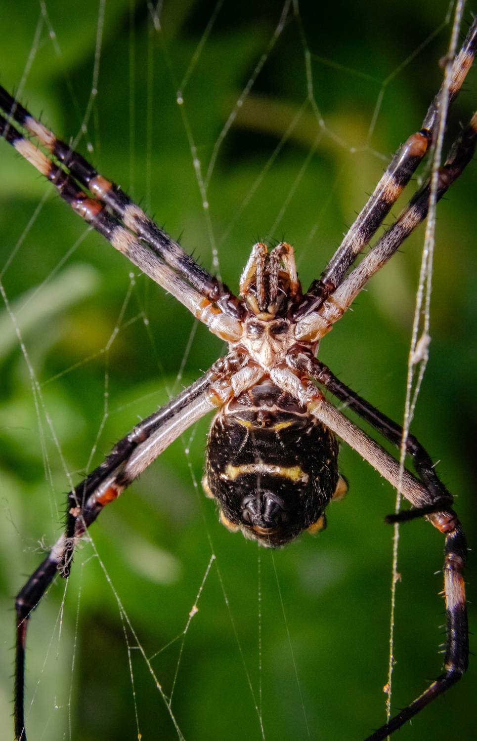 Aranha de prata