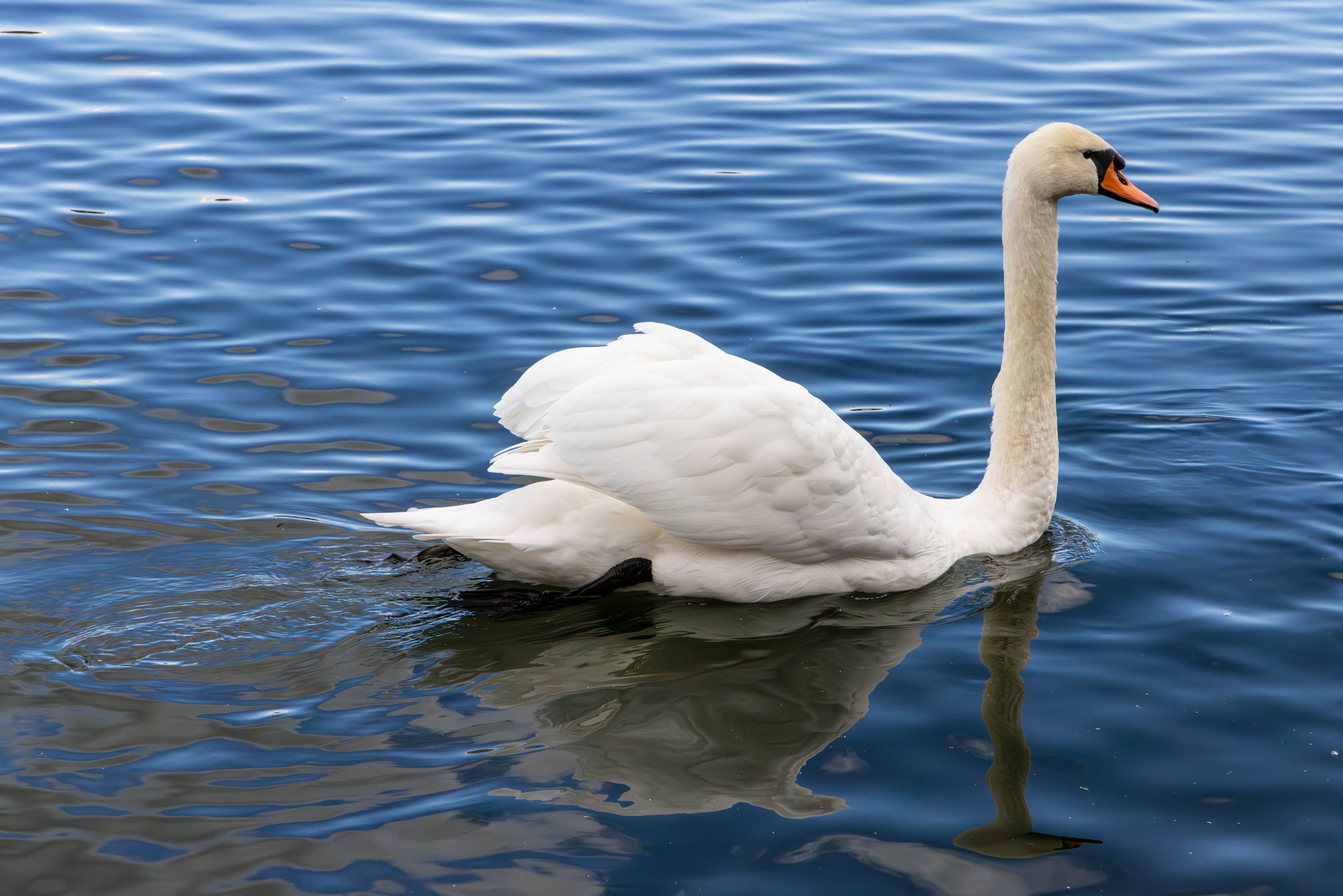 Дикий лебедь.