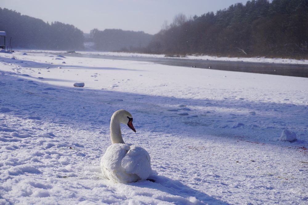 Photo #13331061