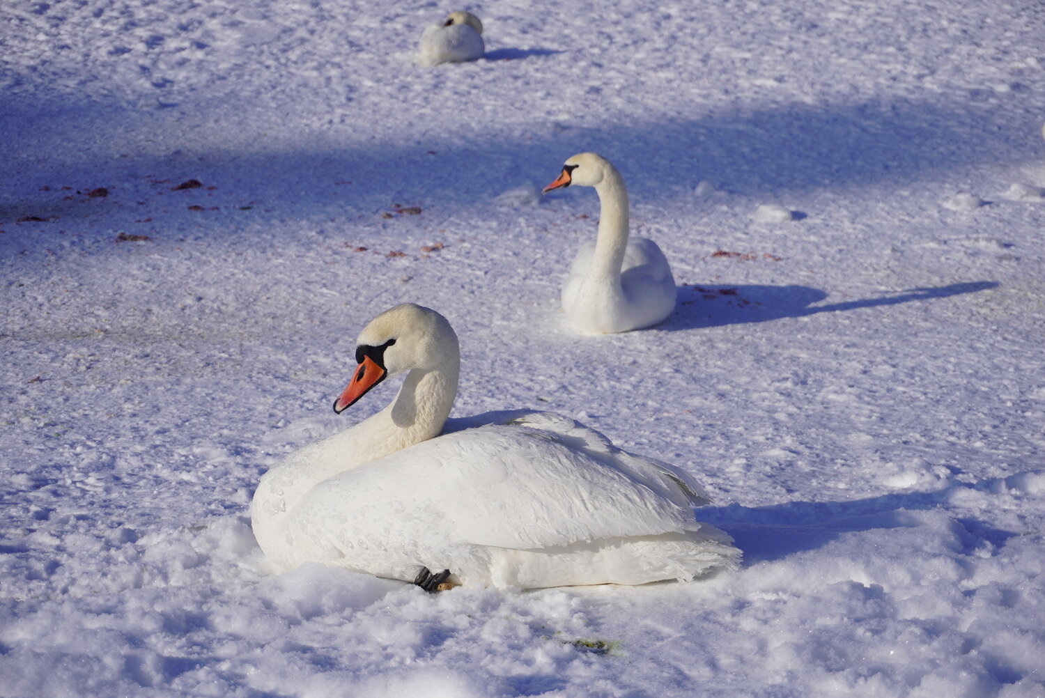 Photo #13331062