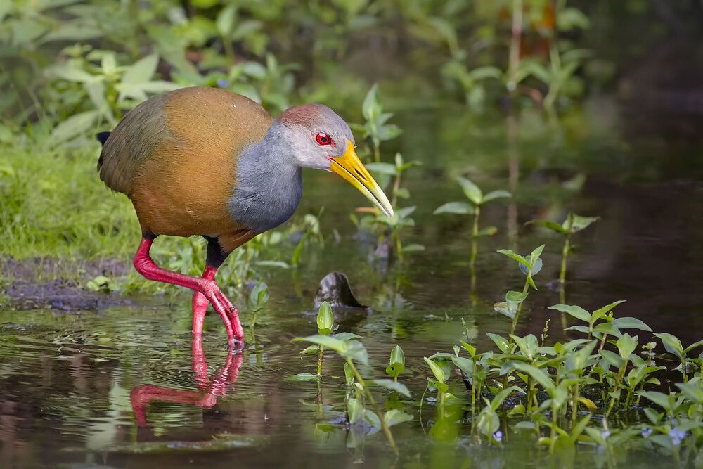 Grey-necked Wood-Rail
