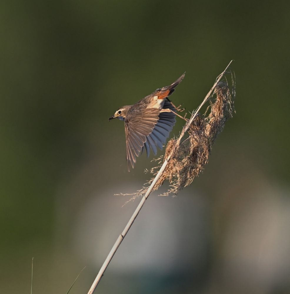 MORNING  DEPARTURE