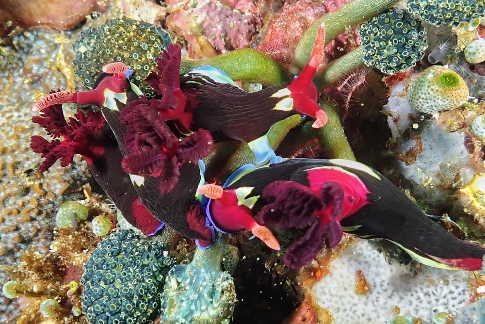 Photograph by Penn De Los Santos