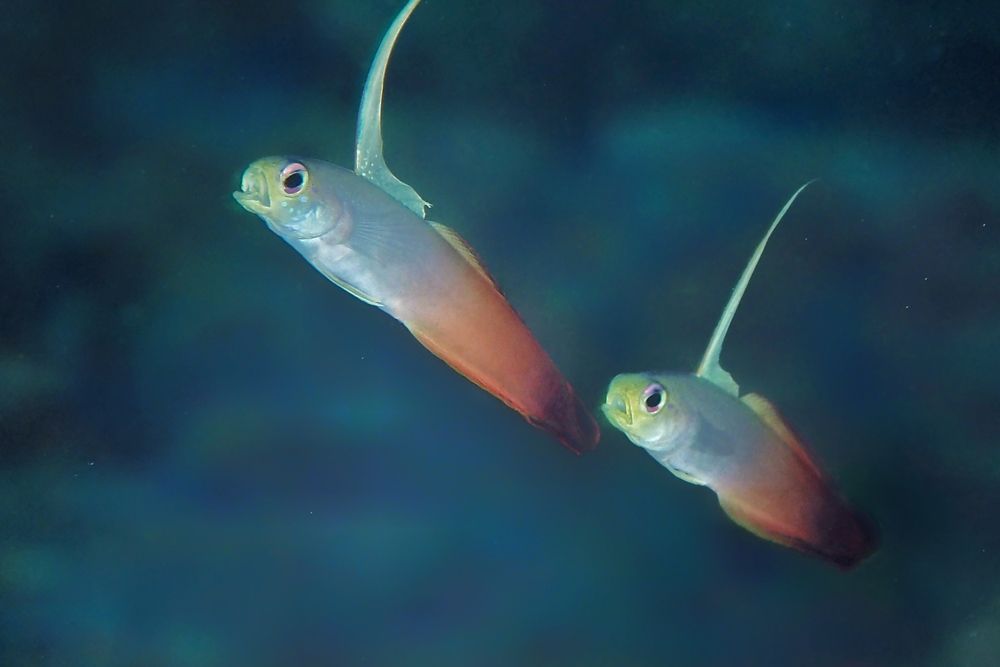 Photograph by Penn De Los Santos