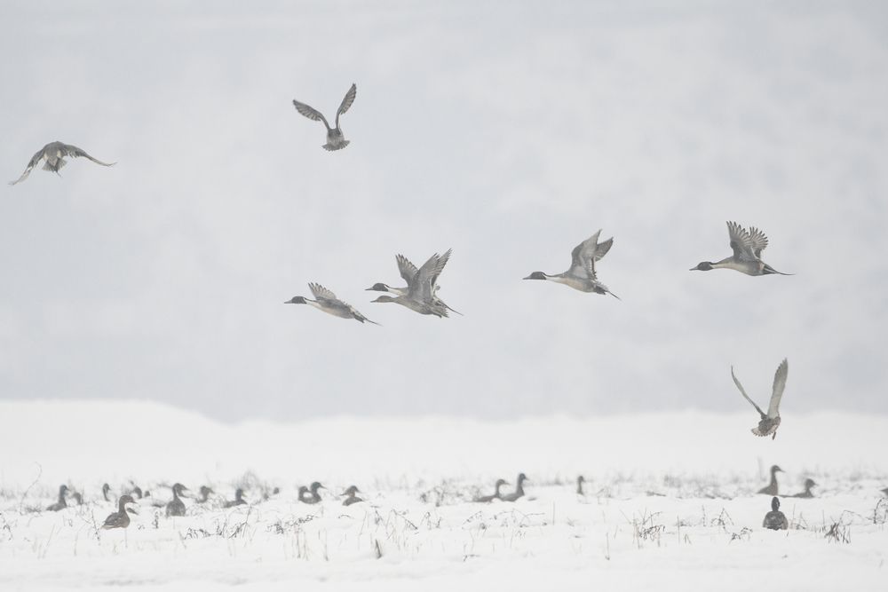Northern pintails