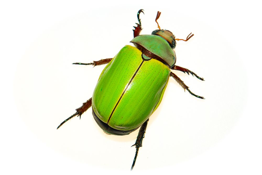 Photograph by Gustavo Zambon Dalbó