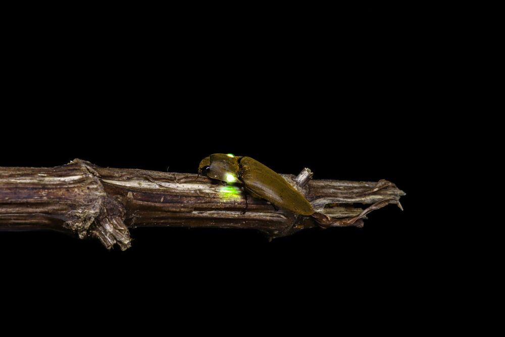 Photograph by Gustavo Zambon Dalbó