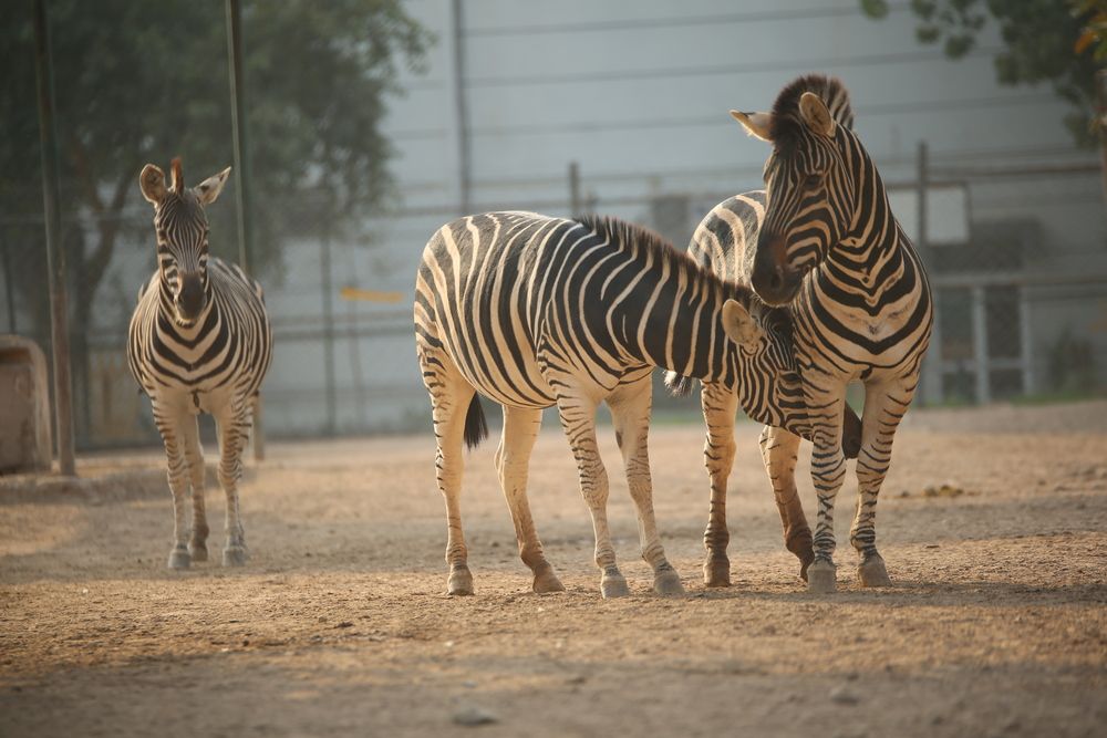 Photograph by Shahzad Ali