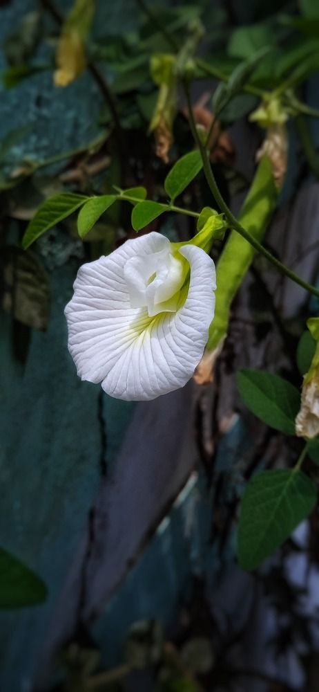Photograph by Moin Mohammad