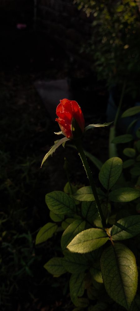 Photo #13331406