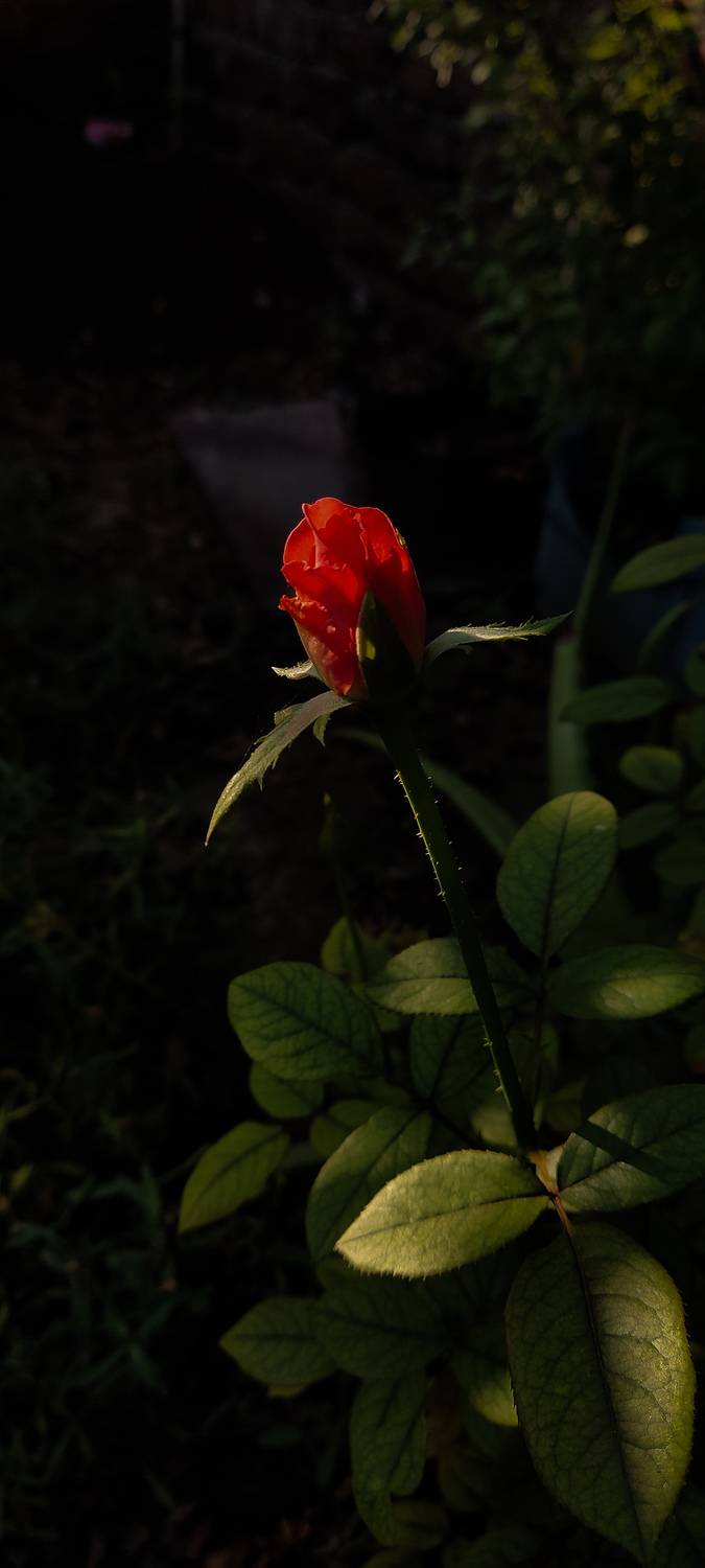 Photo #13331406