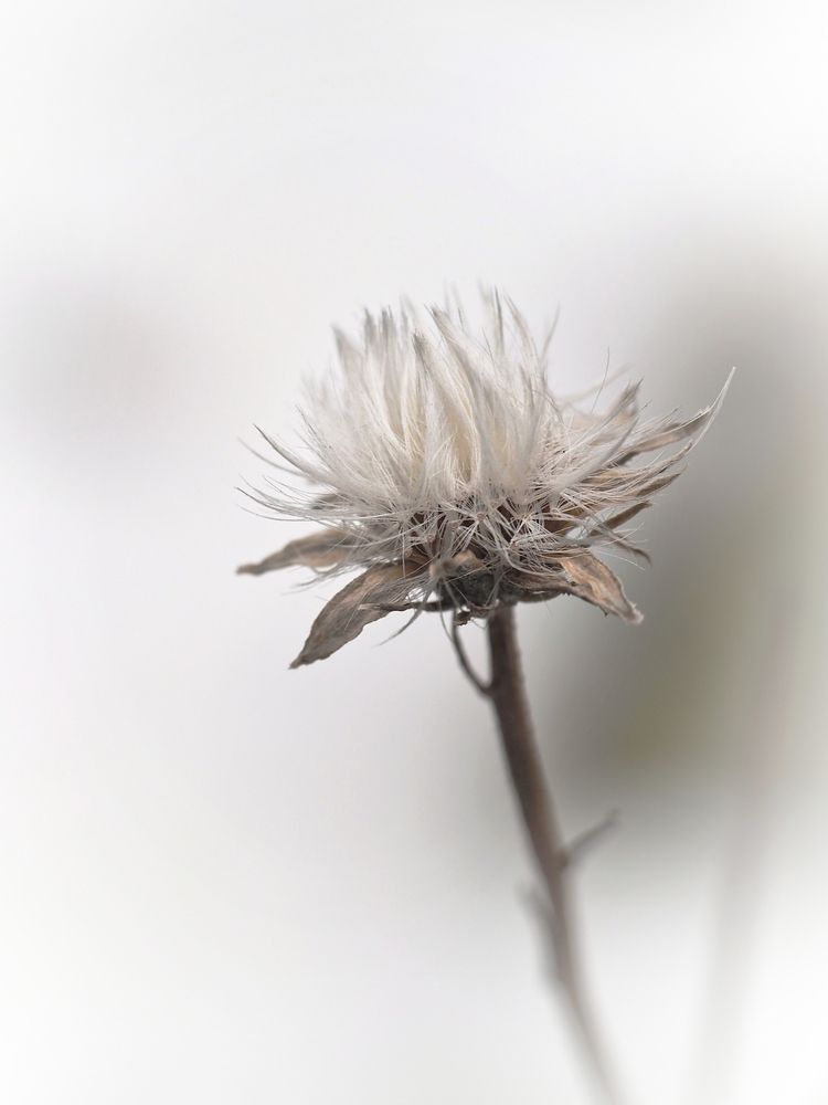 winter flower