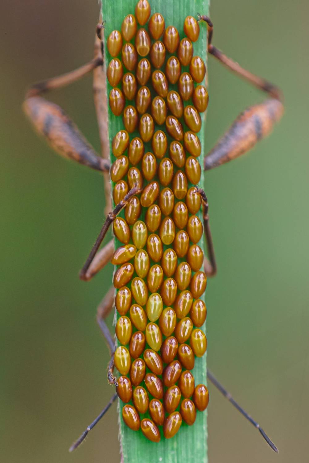 Photo #13331514