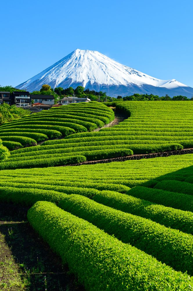 The season of new tea