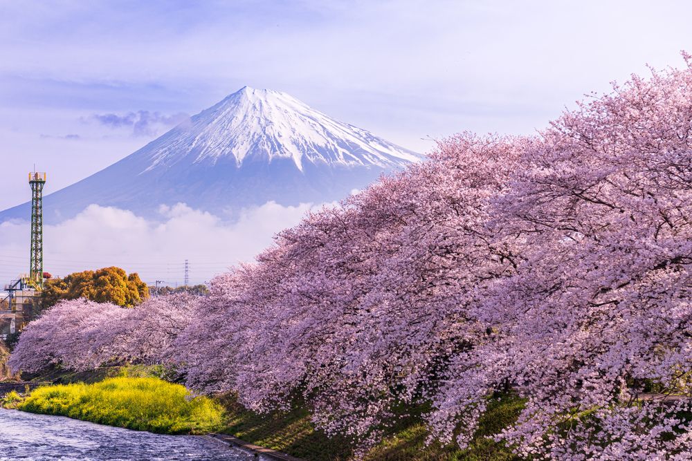 Japanese Spring