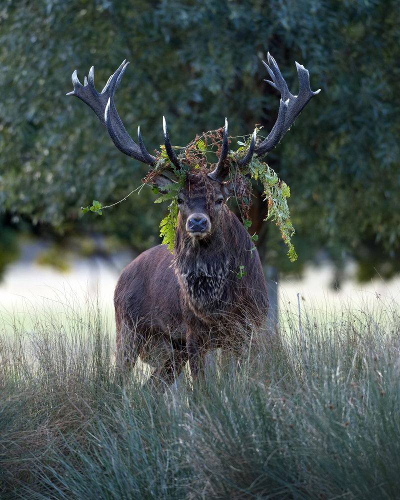 Ruler of the Landscape