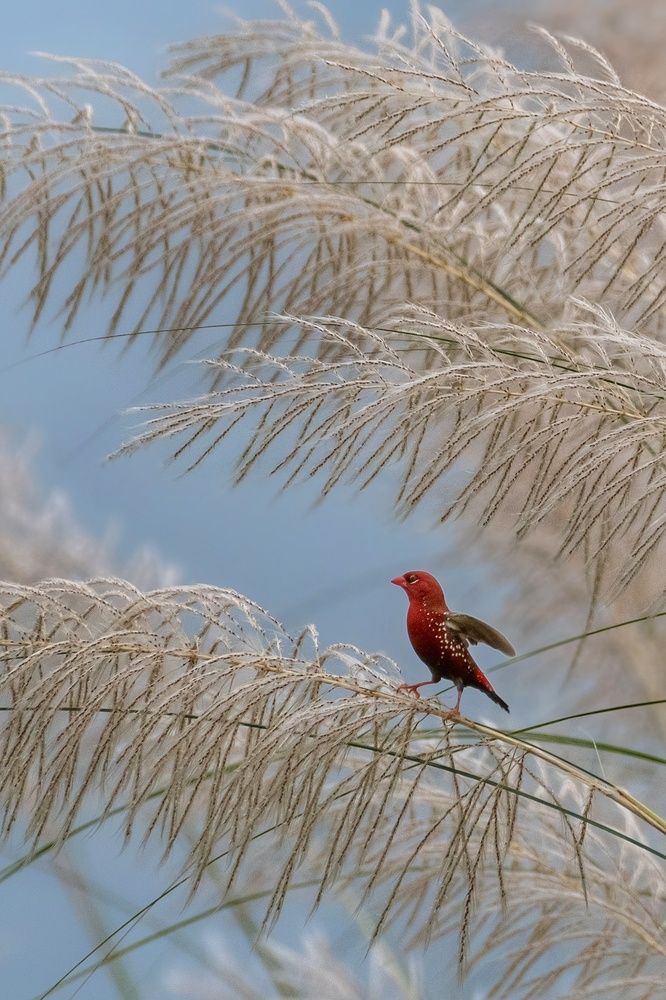 Photograph by Sougata Pramanick
