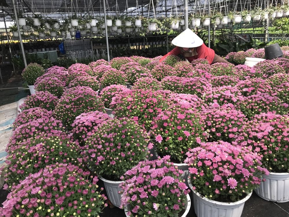 Фотография автора HIEU LIEM DO