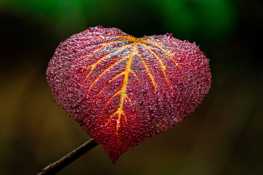 Photograph by Suhas Jadhav