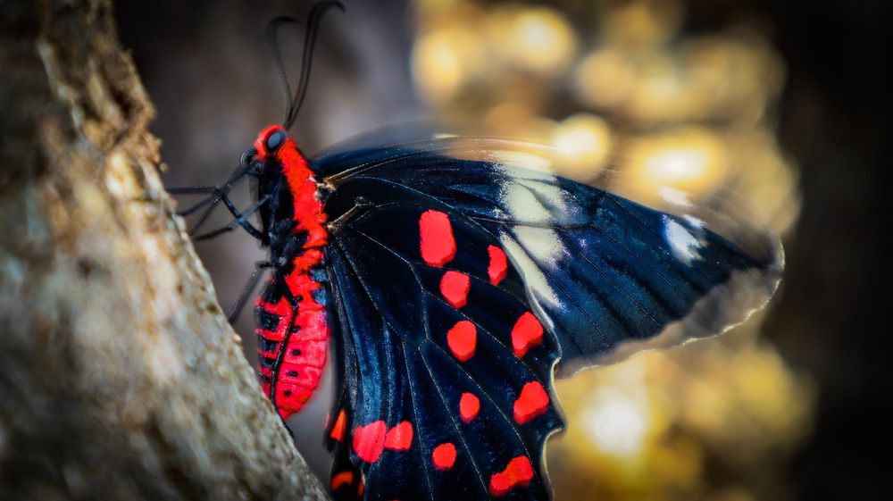 Photograph by Anurag Kashyap