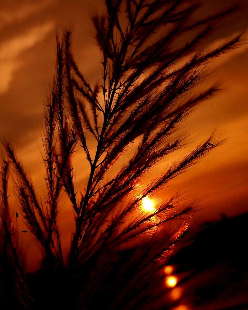 Photograph by R.Snehavardhine