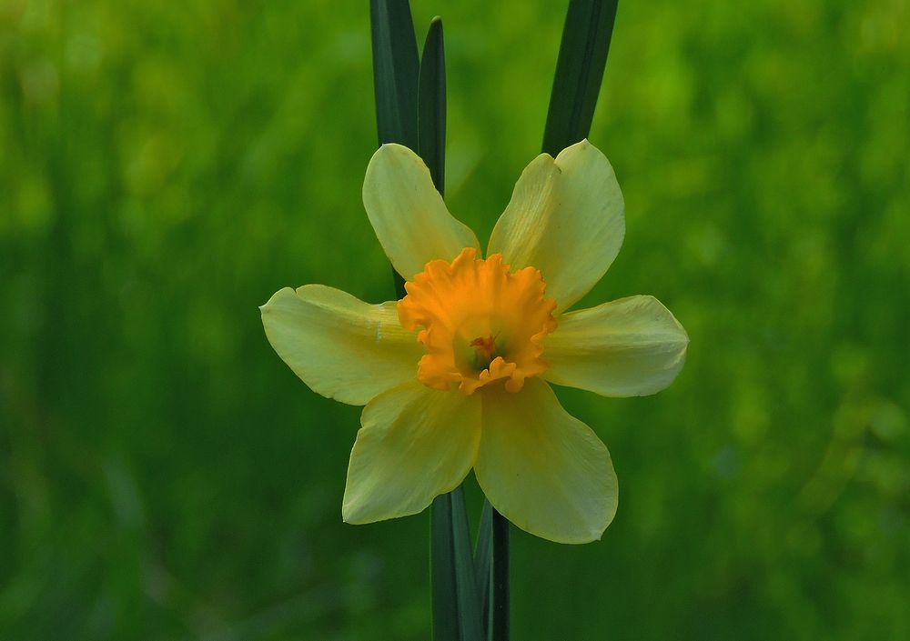 Narcissus