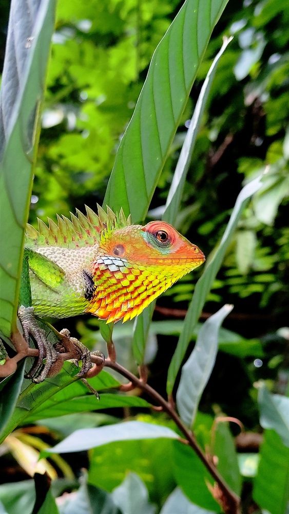 Photograph by udaya kalyanapriya