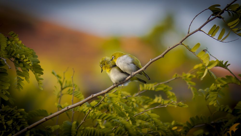 Photograph by yasith nimsara