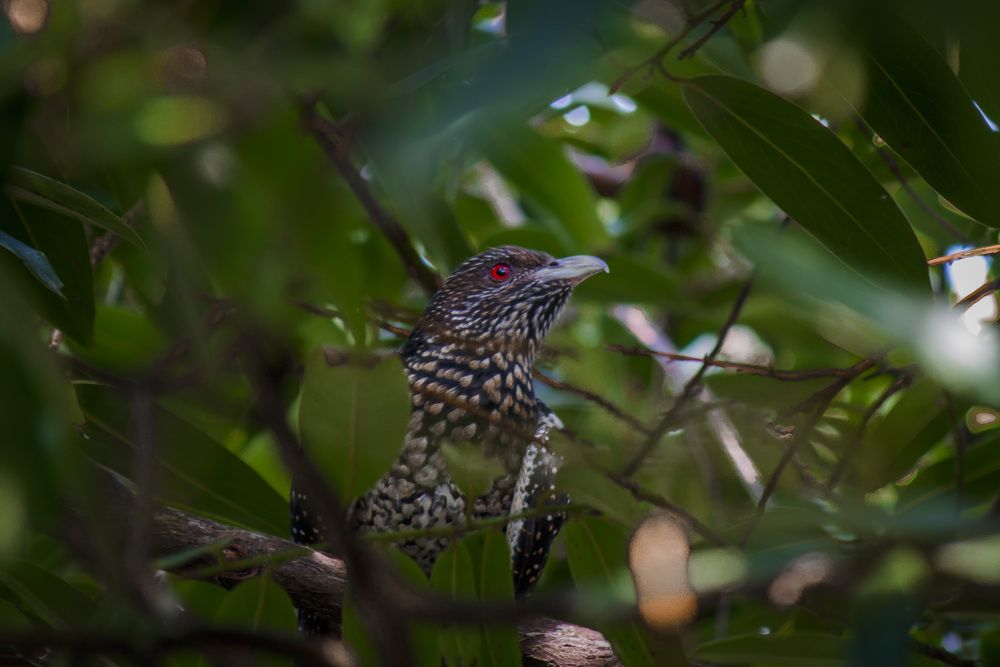 Asian Koel