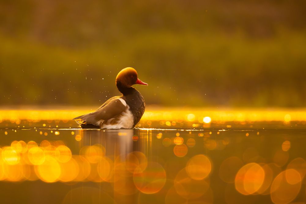 Photograph by Aritra Nath