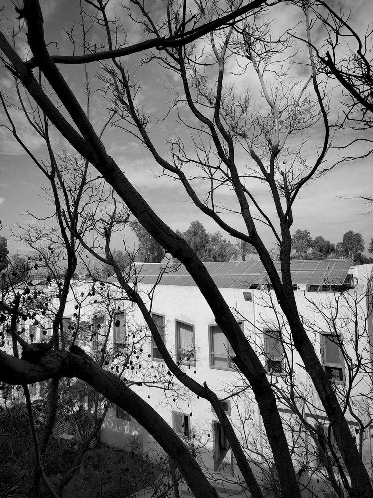 Behind the Bare Branches